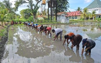 BBPP Kementan Tanam Padi MT2, Wujudkan Ketahanan dan Swasembada Pangan