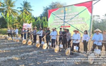 BBPP Kupang Hadiri Penanaman Jagung Serentak Kuartal III, Mendukung Swasembada Pangan 2025